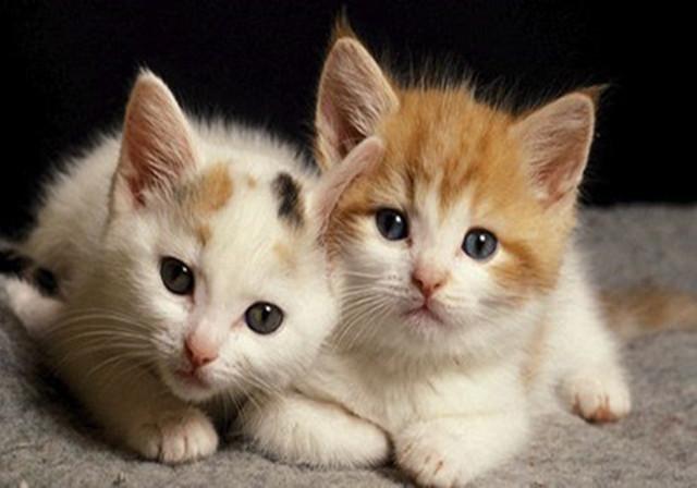 猫咪最新破解版apk，开启温馨有趣的日常冒险之旅