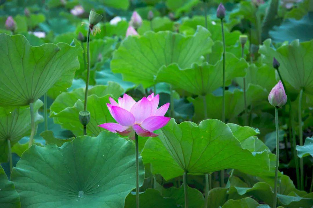 最新芙蓉的温馨日常分享